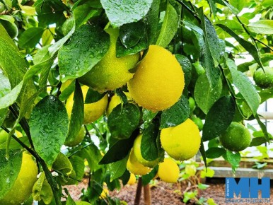 ���������� ���: ���������� ������ � �� ����� � ������������ ����