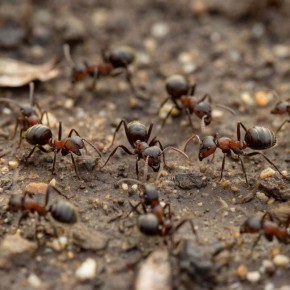 ������� �� �������: ������ ��� ����� ������ ������?