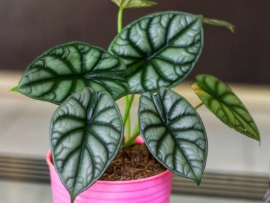 ��������: ����� ����������� ��������, ������������� ������ ��������������