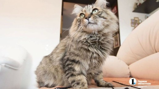 � ���������� 18 ��� ������� ������������� ����� 10 ��� ��������