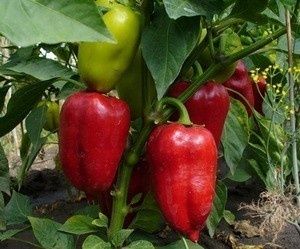 ������� ����� �����-���: ������� ��������� ����������� � ������������ ������������