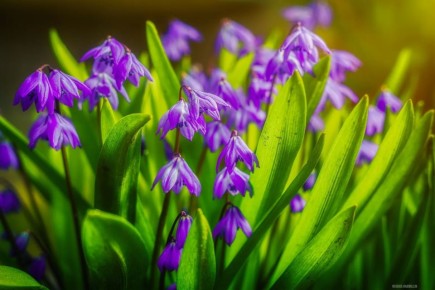 ��� ������� "����������" �� ������ �����������