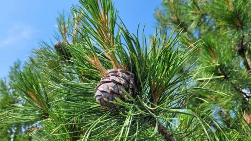 � ����������� ������� ������� ����� � ������ � �������� ������ ���