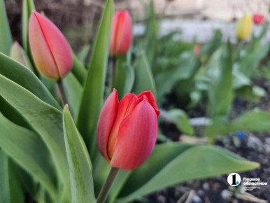 � ��������� ���������� ������������ ��������