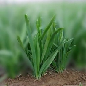 ���������: ����� ������� � ���� � ����� ������� ��� ������ �������