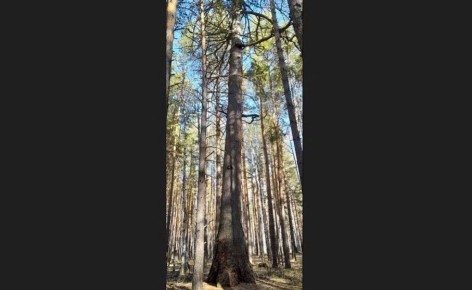 ����������� �� ����������� ������� ���������� �� ������ �������� ������ ������