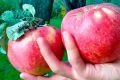 Яблоня Апорт: вечная классика с уникальным вкусом и историей