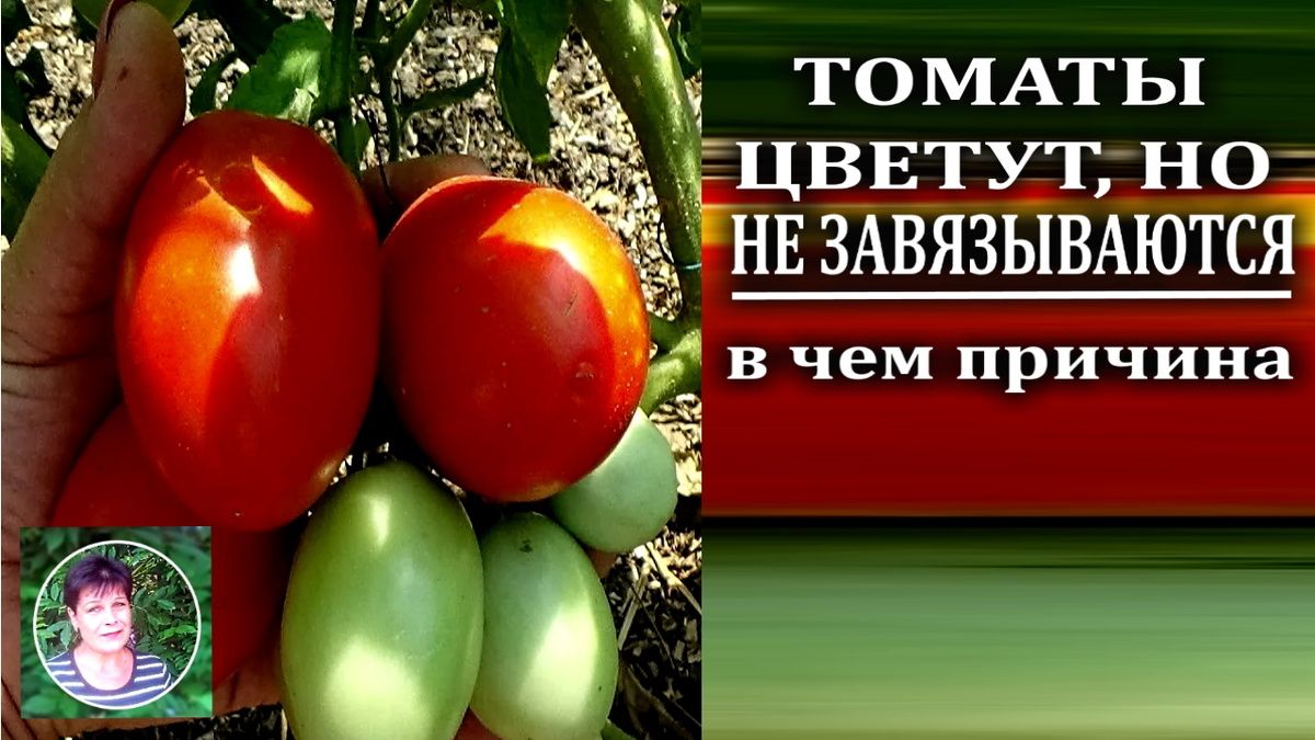 Почему жаркое лето влияет на урожай? Тревожные сигналы для огородников