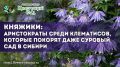 �������: ��������� ���������, ��������� ����������� ���� ������� ��� � ������