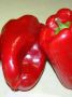Перец Купец: ранний сорт, который покоряет огородников
