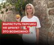 Персики на Урале: реальность без мифов