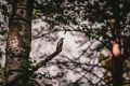 «Сказки нашего леса» . Так назвала цикл своих атмосферных лесных снимков замечательный автор Ирина Любимова