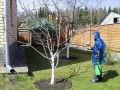 Весенние секреты успешной борьбы с болезнями и вредителями яблонь