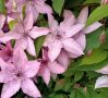 Клематис Pink Fantasy: нежность и краски вашего сада