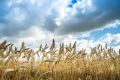 На Южном Урале не будет снижения урожая из-за дождей - Минсельхоз