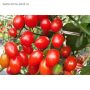 Финик красный: спокойное объяснение мелкоплодного гибрида для декоративного и пищевого использования