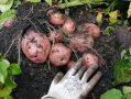 В поисках лучших решений для молодого картофеля