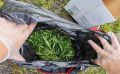 Полицейские Челябинской области пресекли перевозку и хранение наркотиков, а также выявили крупный очаг наркосодержащих растений