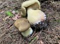 � ����� ������� ������� ��������� ����� � �������� ���������� ����