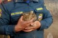 Пожарные спасли зайчонка во время тушения пожара в Челябинской области