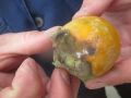 В Челябинскую область приехала хурма с червецом