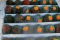 В Челябинской области в партии слив нашли опасное насекомое