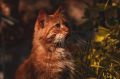 «Любой плохой день можно исправить хорошим котом», — считает автор этих замечательных осенних снимков Ирина Любимова