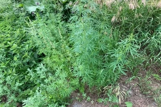 Южноуралец прятал кусты конопли на заброшенном соседском участке