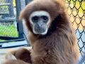 Гиббон Ангелина из Челябинского зоопарка нашла своё счастье