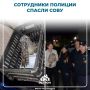 Сотрудники ППС Златоуста помогли спасти птицу из плена в кафе