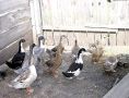 ���� � ���������� �������������������� �������� ������� ��������� �������������� ������������