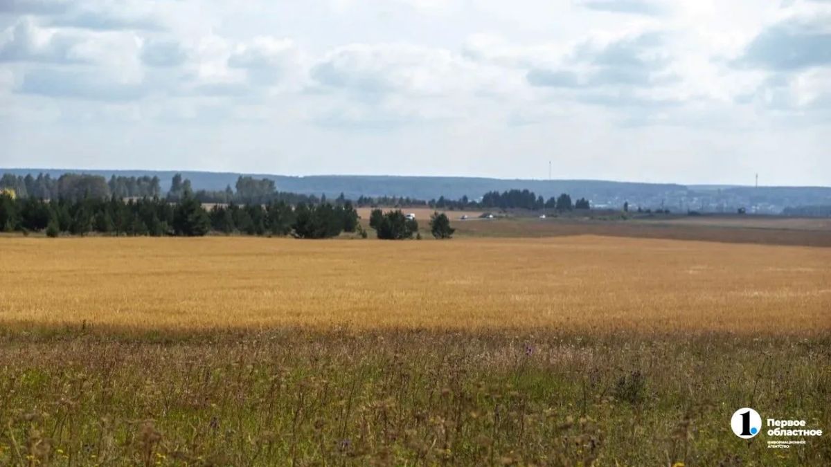 В Агаповском округе впервые собрали кориандр