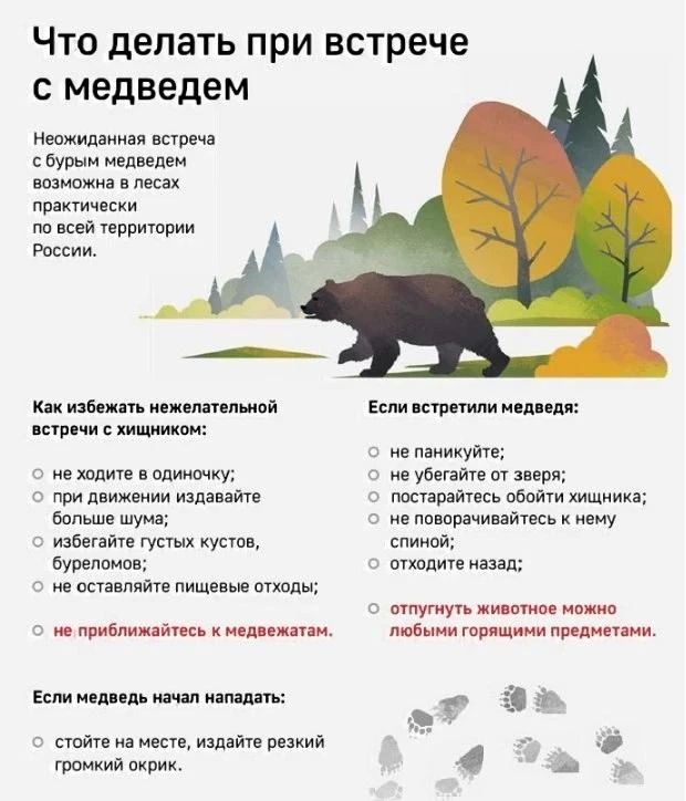 Жителей Трехгорного предупредили о вышедшем в город медведе