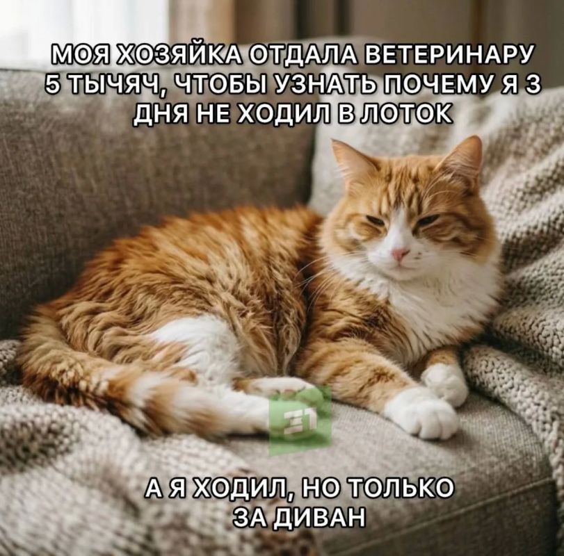 Кастрация по ОМС?. В России могут появиться медицинские полисы для домашних животных