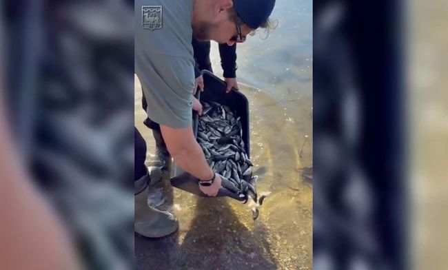 В Шершневское водохранилище выпустили порядка 160 тысяч мальков сазана