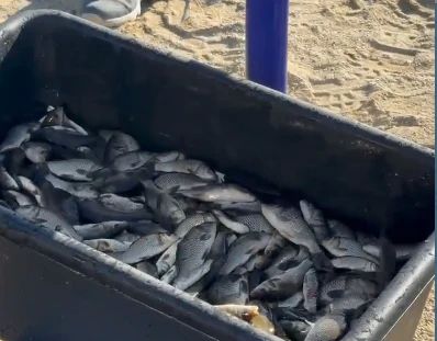 В Шершнёвское водохранилище в Челябинске выпустили почти 160 тысяч мальков сазана