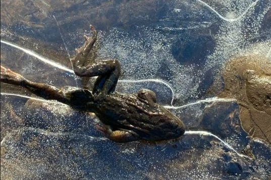 В нацпарке «Зигальга» в Челябинской области заметили вмерзших в лед лягушек