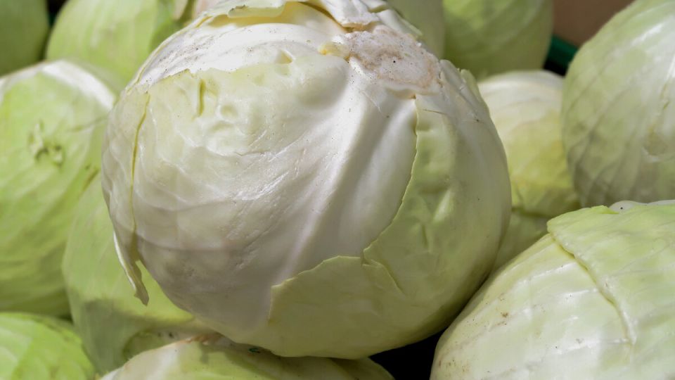 Выращивание капусты: лучшие сорта для квашения и хранения