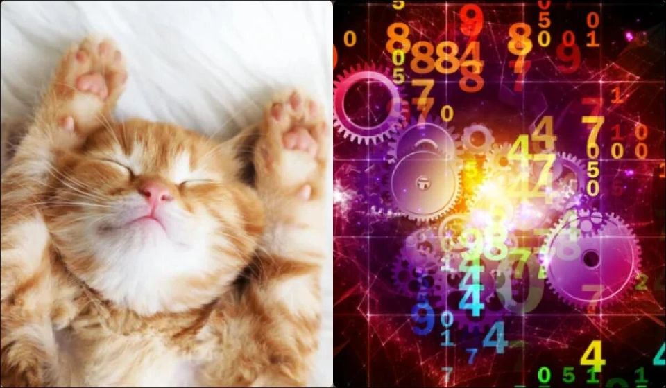 Как месяц рождения может подсказать, какая кошка станет вашим идеальным другом