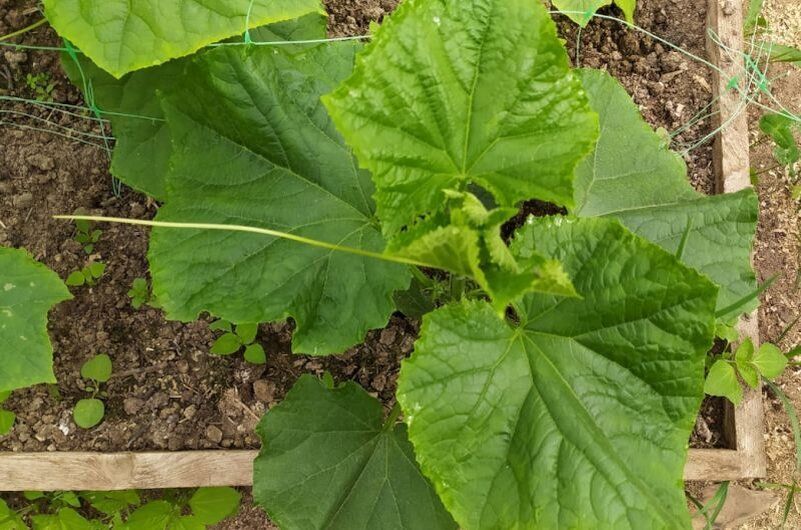 Зачем ослеплять огурцы: секреты правильной формировки для урожая