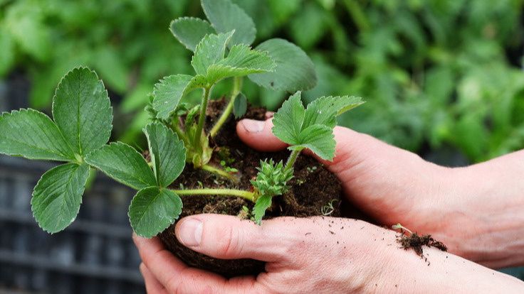 Обнаружены опасные ошибки при осенней посадке клубники: что делать, а чего избегать