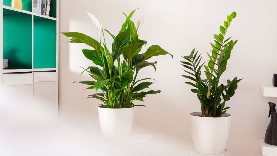 Сделайте это с замиокулькасом, пока не поздно: к весне выдаст десятки новых стрел