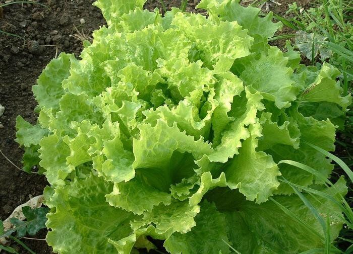 Секреты идеального листового салата