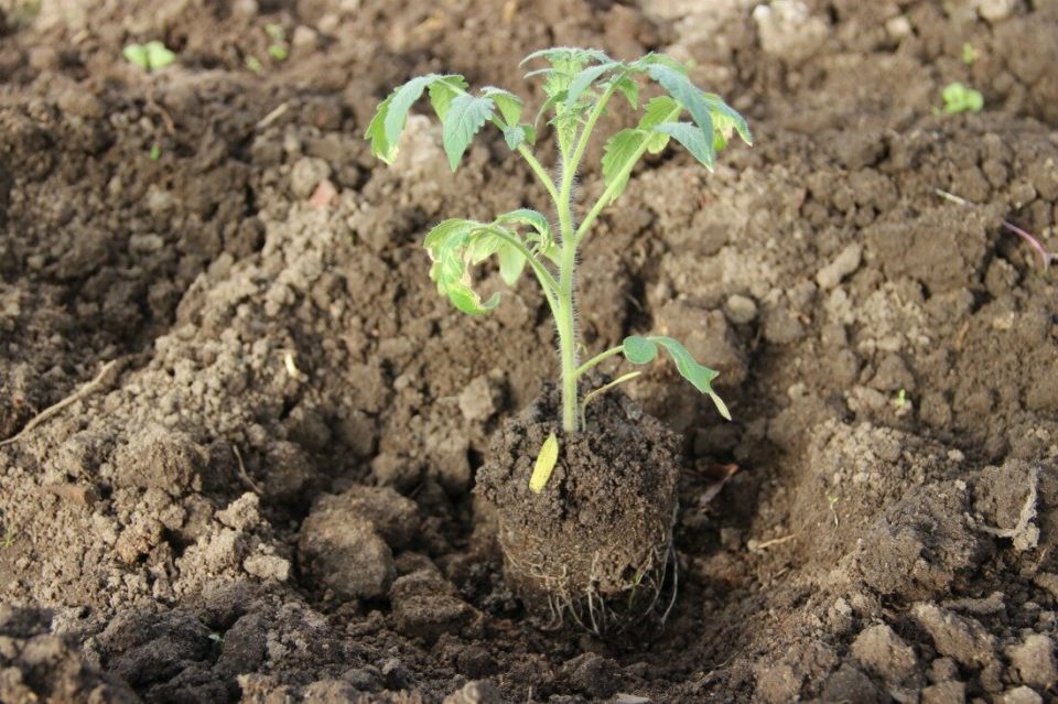 Тайны успешной пересадки томатов: как избежать главных ошибок и вырастить богатый урожай