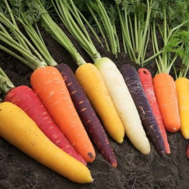 Разноцветная морковь: от белоснежной до ярко-фиолетовой