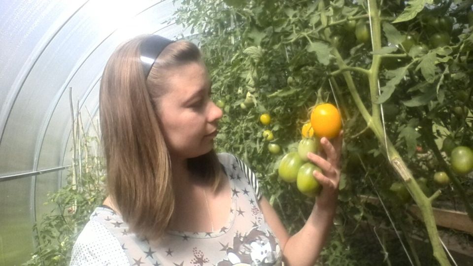 Желтые помидоры для теплицы: какие сорта завоевали популярность