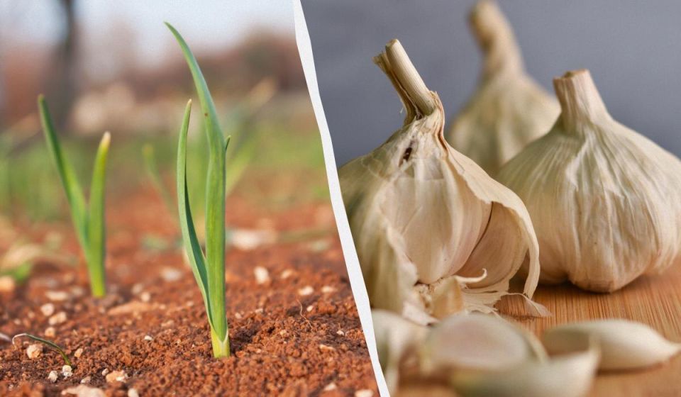 Как укрыть грядки с озимым чесноком и луком: полезные советы для садоводов