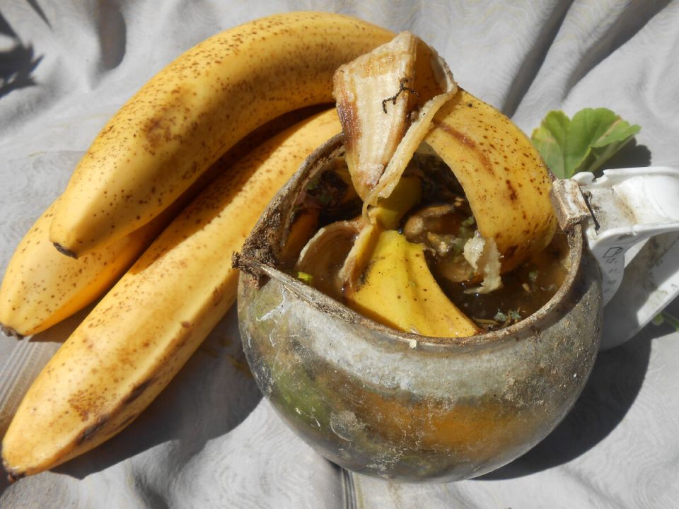 Как банановая кожура может вдохнуть новую жизнь в ваши комнатные растения