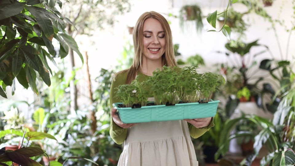 Эту советскую подкормку любит вся рассада: внесите ее в грунт перед посадкой