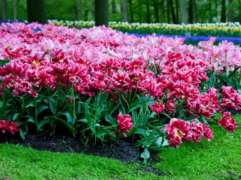 Многолетники для дачи: как создать цветущий оазис с минимальными усилиями